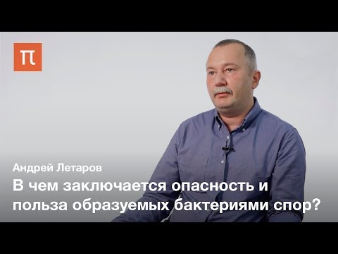 Видео: Споры бактерий — Андрей Летаров