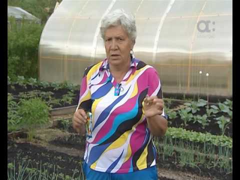 Видео: Голова садовая. Как уберечь от проблем лук и чеснок