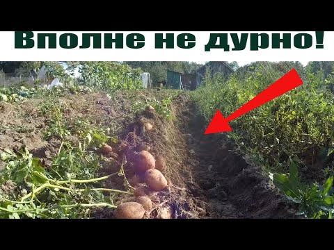 Видео: Уборка картофеля мотоблоком мтз Беларус с плугом!