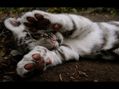 Видео: музыка для сна