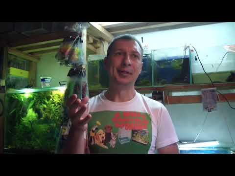 Видео: Поговорим о болезнях рыб. Как лечить и что делать.