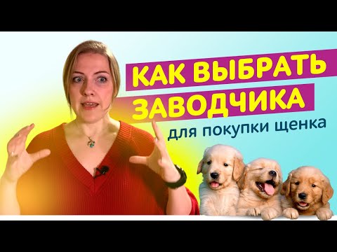 Видео: У кого купить щенка? || Кто такой Заводчик собак и как его выбрать?