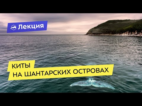 Видео: Шантарские острова. Лучшее место в мире для наблюдения за китами