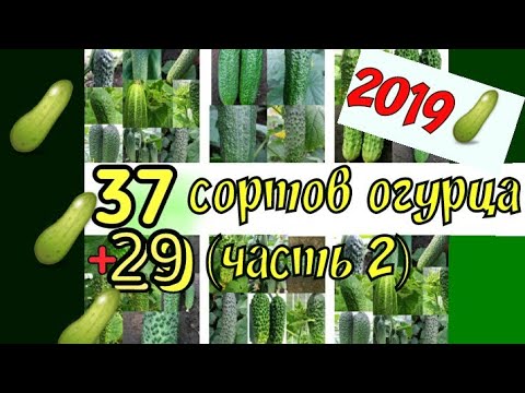 Видео: Крутейшие сорта огурцов 2019