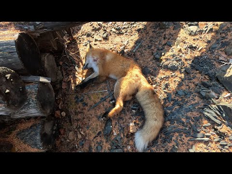 Видео: Промысловая охота 2023. Добыл лису которая закрывала капканы. Загнал на дерево соболя.
