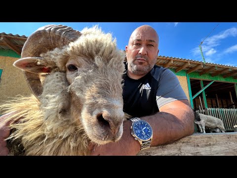 Видео: Деликатес Кавказа! Бараньи головы по рецепту Старого Пастыря.
