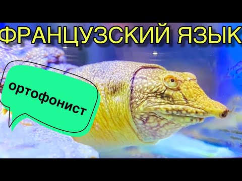 Видео: ЗАНЯТИЯ С ФРАНЦУЗСКИМ ОРТОФОНИСТОМ