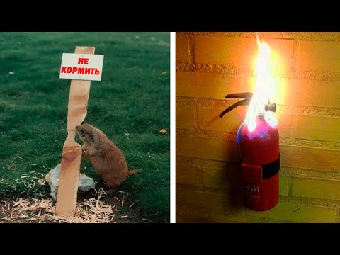 Видео: Так выглядит ирония