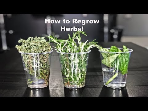 Видео: Как вырастить травы заново!