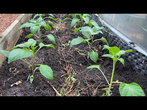 Видео: Высадка перца в теплицу без удобрений ! Об этом вам никто не расскажет!