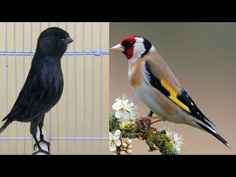 Видео: 9.Fevral чорсу йовойи канарека Бозори