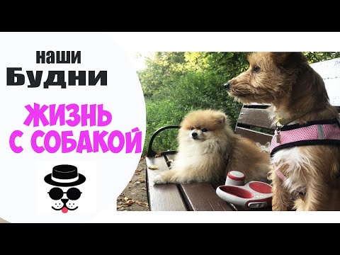 Видео: Притирка двух Собак на Передержке.Жизнь с Собакой