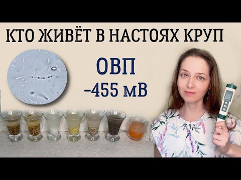 Видео: Настои круп с отрицательным ОВП под микроскопом
