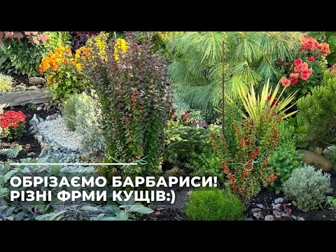 Видео: ОБРІЗКА БАРБАРИСІВ. Як виглядають різні форми восени.