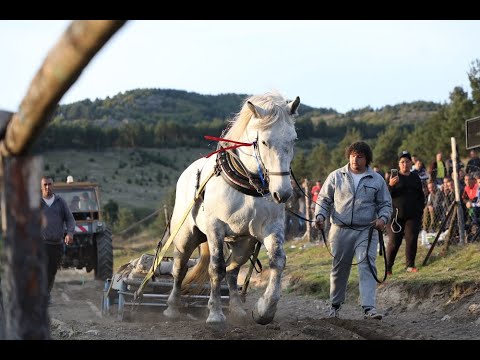 Видео: Eсенен турнир с тежковозни породи Коне - Костандово 24.09. 2022