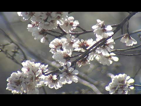 Видео: Феодосия, ул. Боевая, Башенная, вид с горы Митридат.