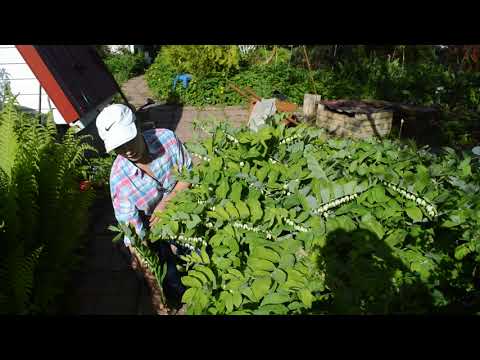 Видео: Купена ландыш садовый