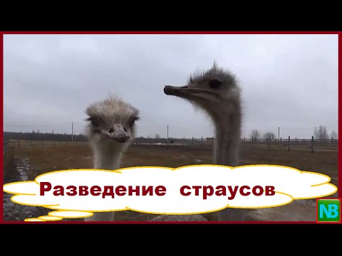 Видео: Разведение страусов. Бизнес в деревне