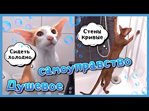 Видео: Душевое самоуправство🚿🤨😸 #funny #cat #comedy