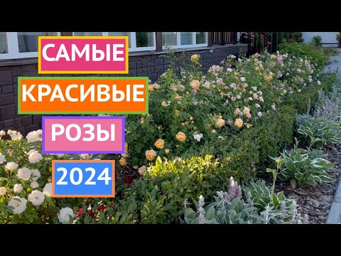 Видео: ДОБРО ПОЖАЛОВАТЬ В ГОСТИ! ОБЗОР МОИХ РОЗ 2024!