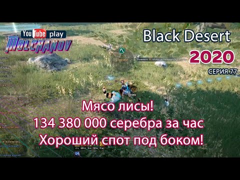 Видео: Мясо лисы. Black Desert Фарм серебра 2020.  Баленос. Лучница.