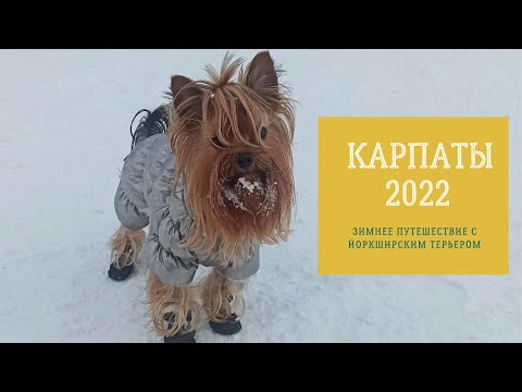 Видео: Карпаты 2022: зимний отдых в горах с йоркширским терьером, йорк Стэйси в Драгобрате радуется снегу