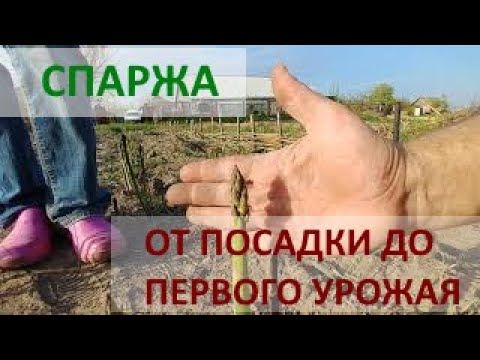 Видео: Спаржа от посадки до первого урожая