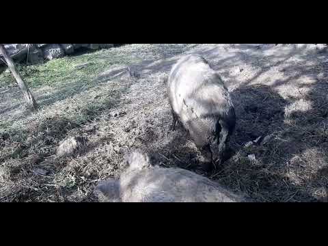 Видео: Венгерская мангалица мясо с характером