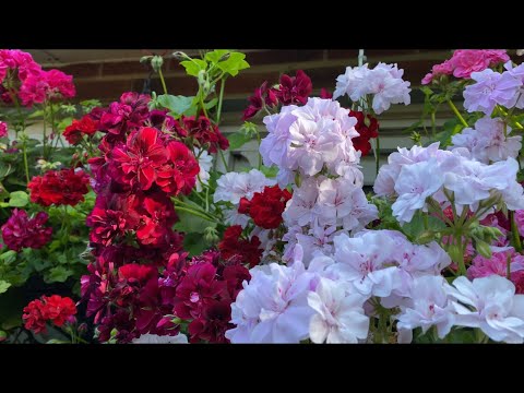 Видео: Пеларгонии Плющелистные! КАСКАДЫ цветов в моем саду в Лондоне! Trailing Pelargonium London