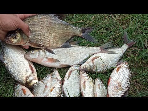 Видео: Фідерна рибалка на річці Стир! Ловля ляща.