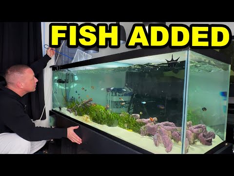 Видео: БОЛЕЕ 30 РЫБ ДОБАВЛЕНО В АКВАРИУМ С СОЛЕНЫМИ ВОДОРОСЛЯМИ! - Король DIY