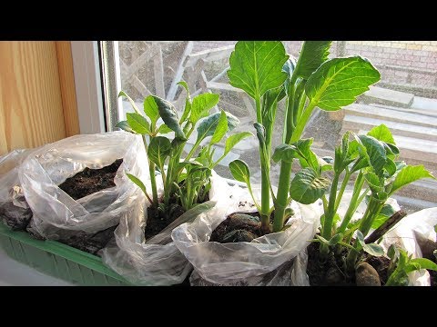 Видео: Супер простой способ проращивания георгинов  Как разместить много клубней