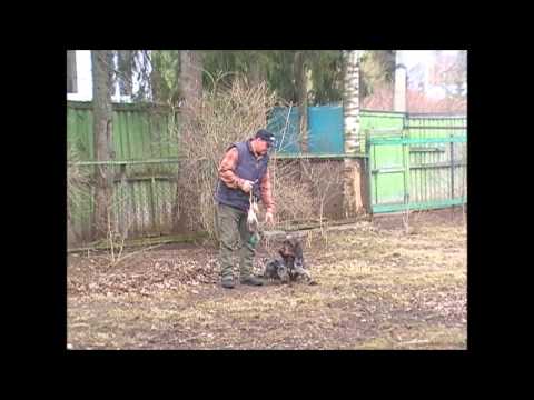 Видео: Фильм 1  Отработка хождения рядом и команды "Сидеть".