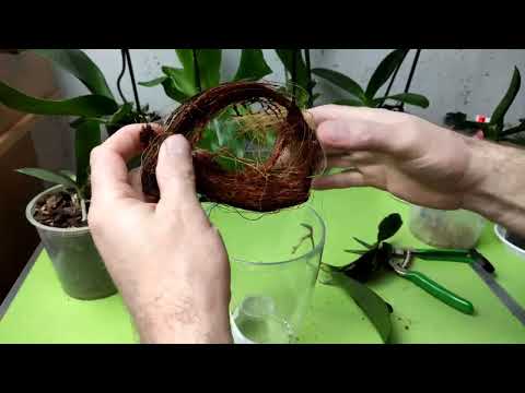 Видео: Кокосовое волокно и мох сфагнум, в посадку для наращивания корней. Аккуратные поливы после пересылки
