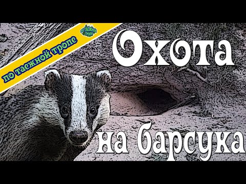 Видео: Охота на барсука |  Куда пропал барсук