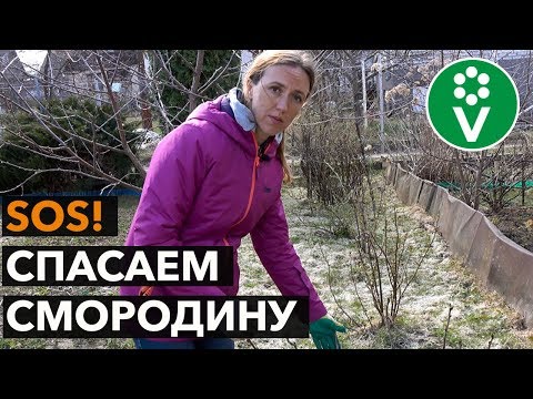 Видео: Не спешите выкорчевывать смородину! Реанимация кустов смородины