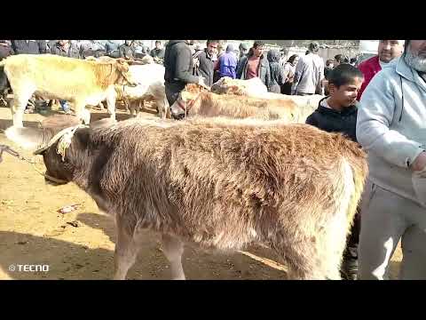 Видео: Молбозори ноҳияи Кумсангир  9/11/2025.нарху навои гуночину букачахо.