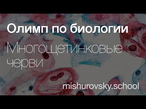 Видео: Особенности Многощетинковых червей | Олимпиадная биология