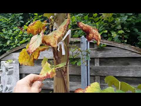 Видео: Виноград в саду на севере Германии. Проблемы.