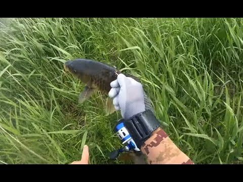 Видео: сазанье логово 2, рыбалка на рогатку