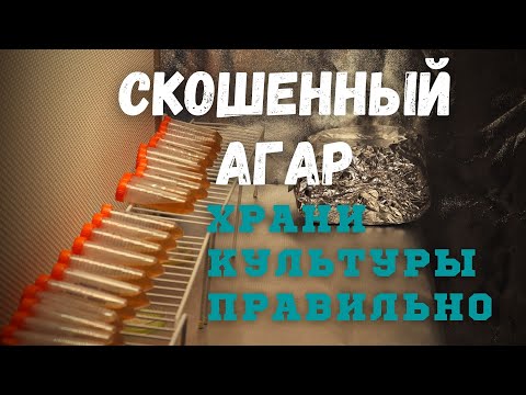 Видео: Хранение Мицелия - Скошенный агар - Как сохранить культуру. ч1.