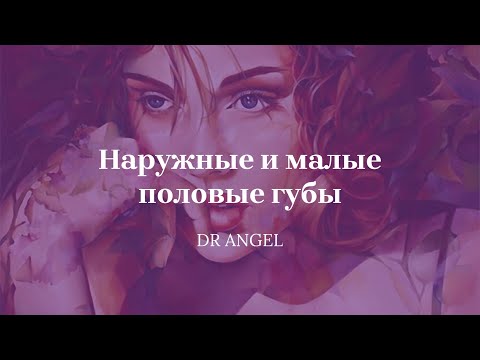 Видео: Наружные половые губы и малые половые губы