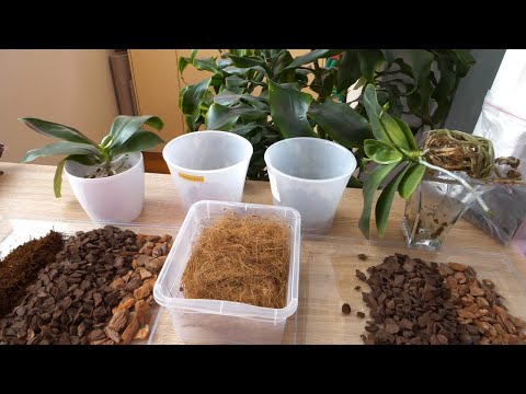 Видео: Пересадка орхидей. ПРАВИЛЬНО, РЕЗУЛЬТАТИВНО. ВАЖНЫЕ моменты. Transplanting orchids.IMPORTANT points.