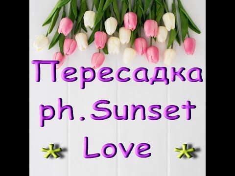 Видео: ОРХИДЕЯ ph.Sunset Love:ПЕРЕСАДКА.