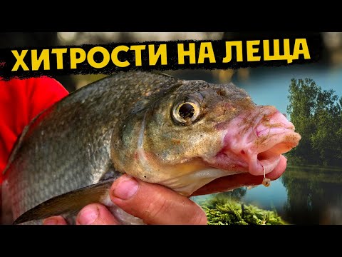 Видео: КАК ЛОВИТЬ ЛЕЩА НА РЕКЕ. ЛЕЩ на ФИДЕР .