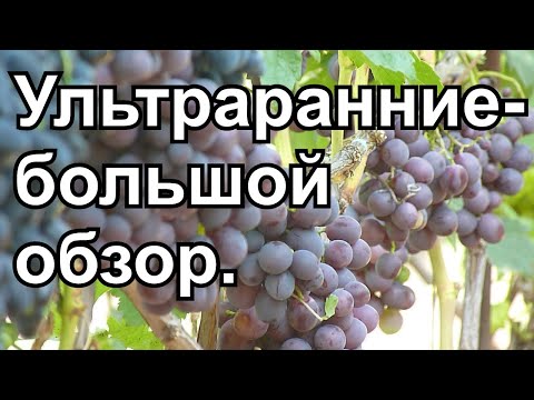 Видео: Большой обзор ультраранних форм винограда