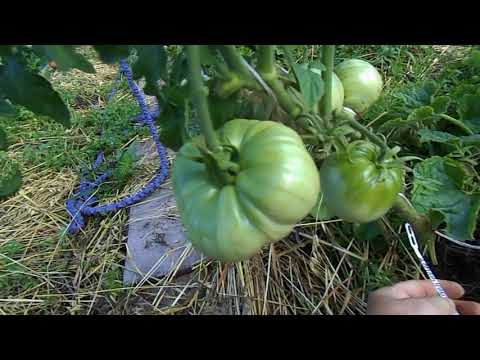 Видео: томаты 2018   теплица и ОГ часть 2