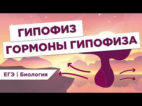 Видео: ГИПОФИЗ и ГОРМОНЫ l ЕГЭ Биология | Даниил Дарвин | Вебиум