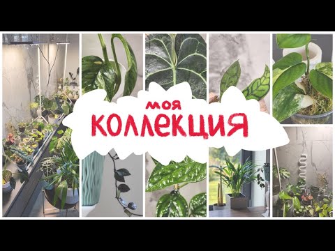 Видео: Моя КОЛЛЕКЦИЯ | Большой обзор РАСТЕНИЙ ноябрь 2023