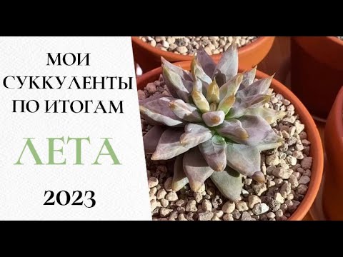 Видео: 🌺Мои суккуленты по итогам лета 2023 (часть 4)🌺